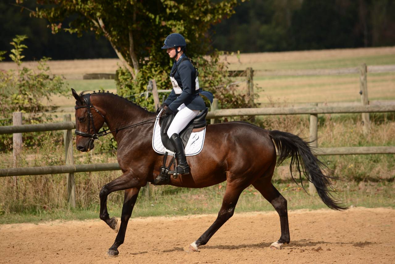 Jument de CSO/ CCE 