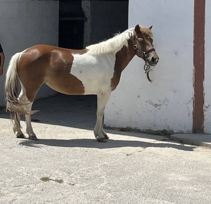 PONETTE SHETLAND