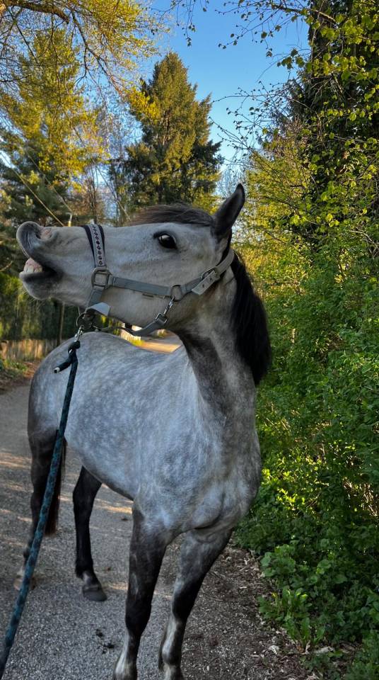 KALLAS DU CHAPELAN &ndash; PFS 148 cm &ndash; 6 ans &ndash; CSO