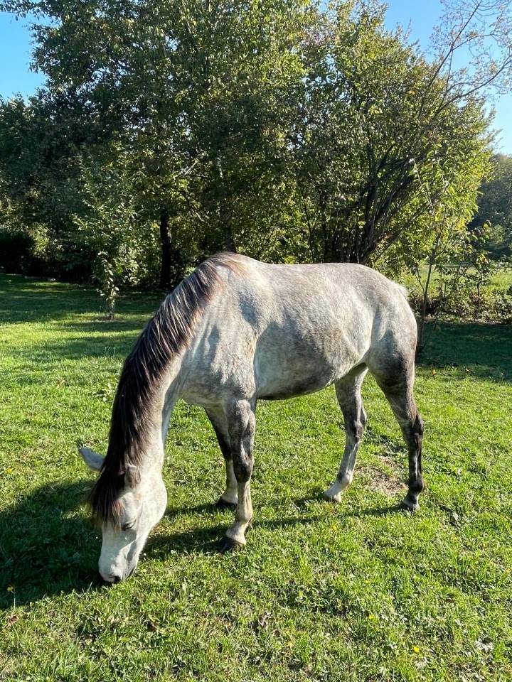 KALLAS DU CHAPELAN &ndash; PFS 148 cm &ndash; 6 ans &ndash; CSO