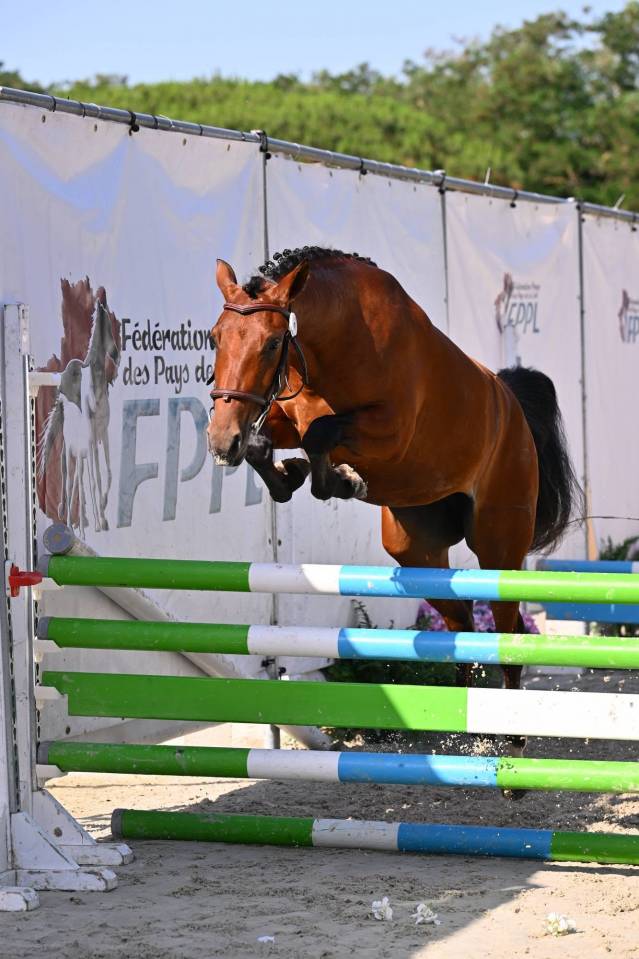 OR SERIE DU ROQUET - FEMELLE PFS 2 ANS