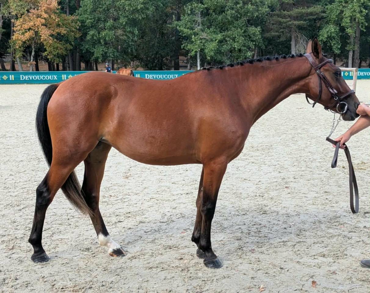 OR SERIE DU ROQUET - FEMELLE PFS 2 ANS