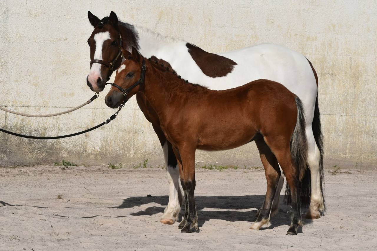Poulain PFS taille grand B