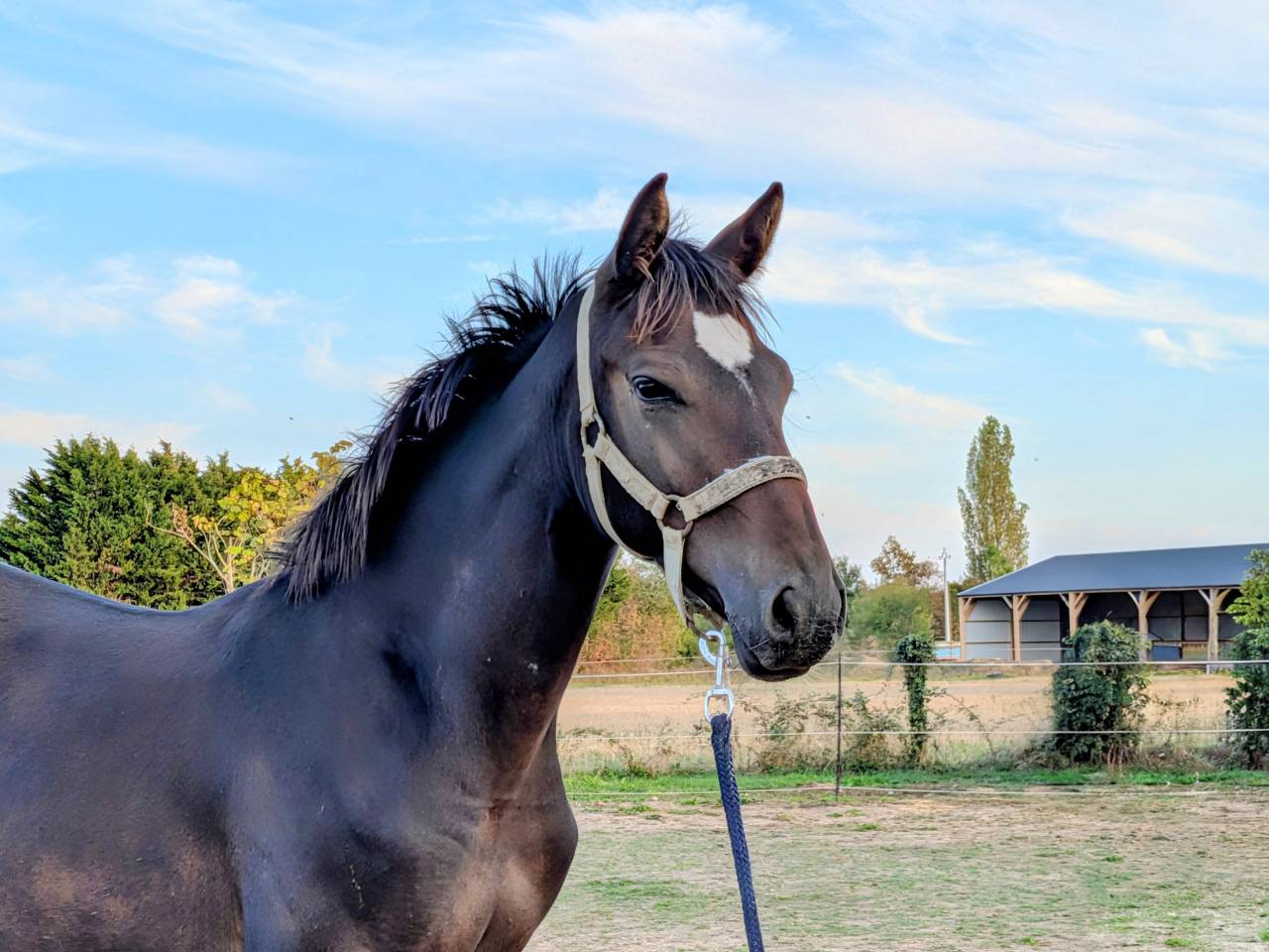 Chic poulain par Up To You