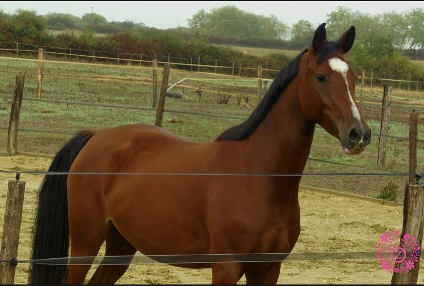 Ponette PFS 