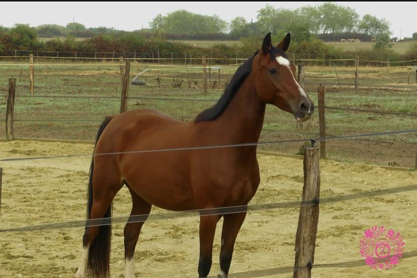 Ponette PFS 