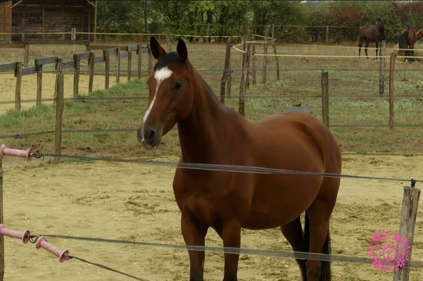Ponette PFS 