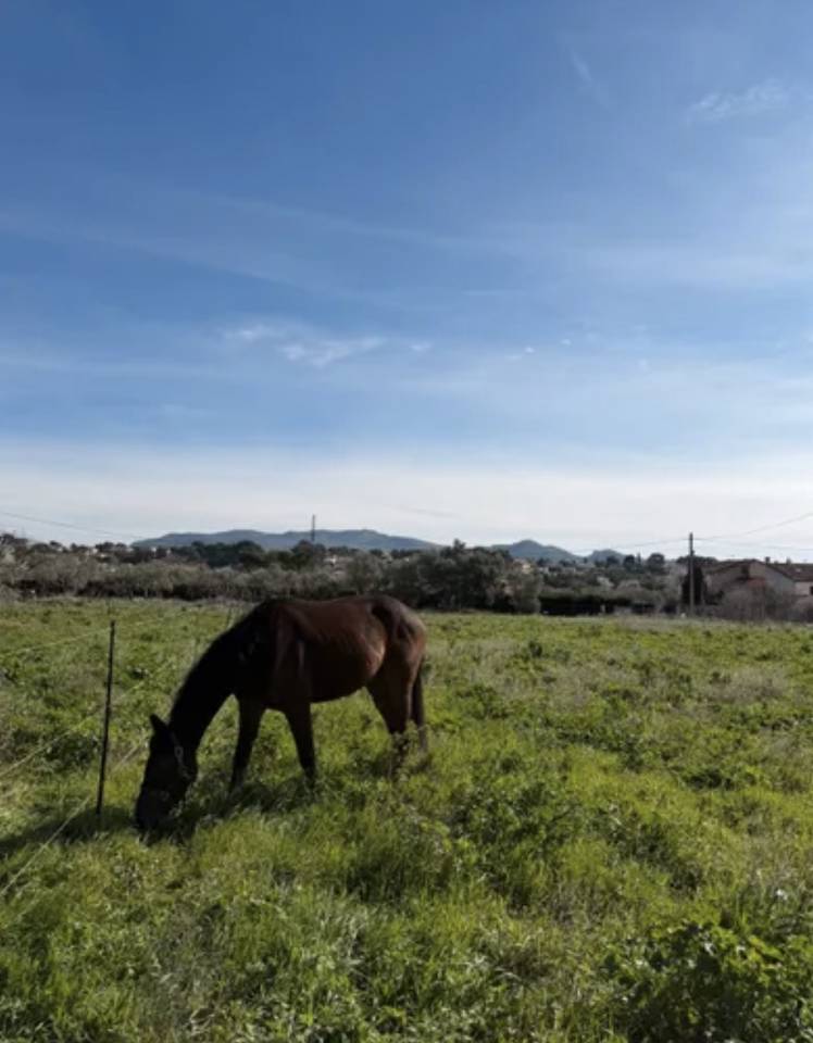 Jument poulini&egrave;re de 5ans