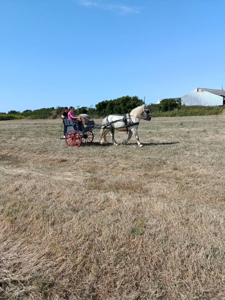 Jeune cheval Boulonnais