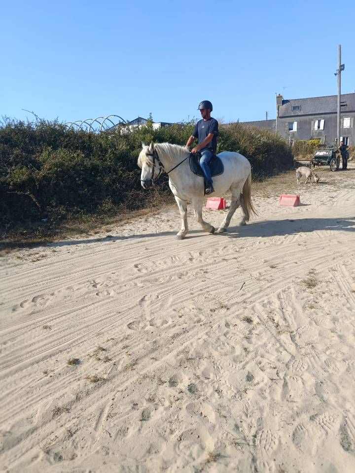 Jeune cheval Boulonnais