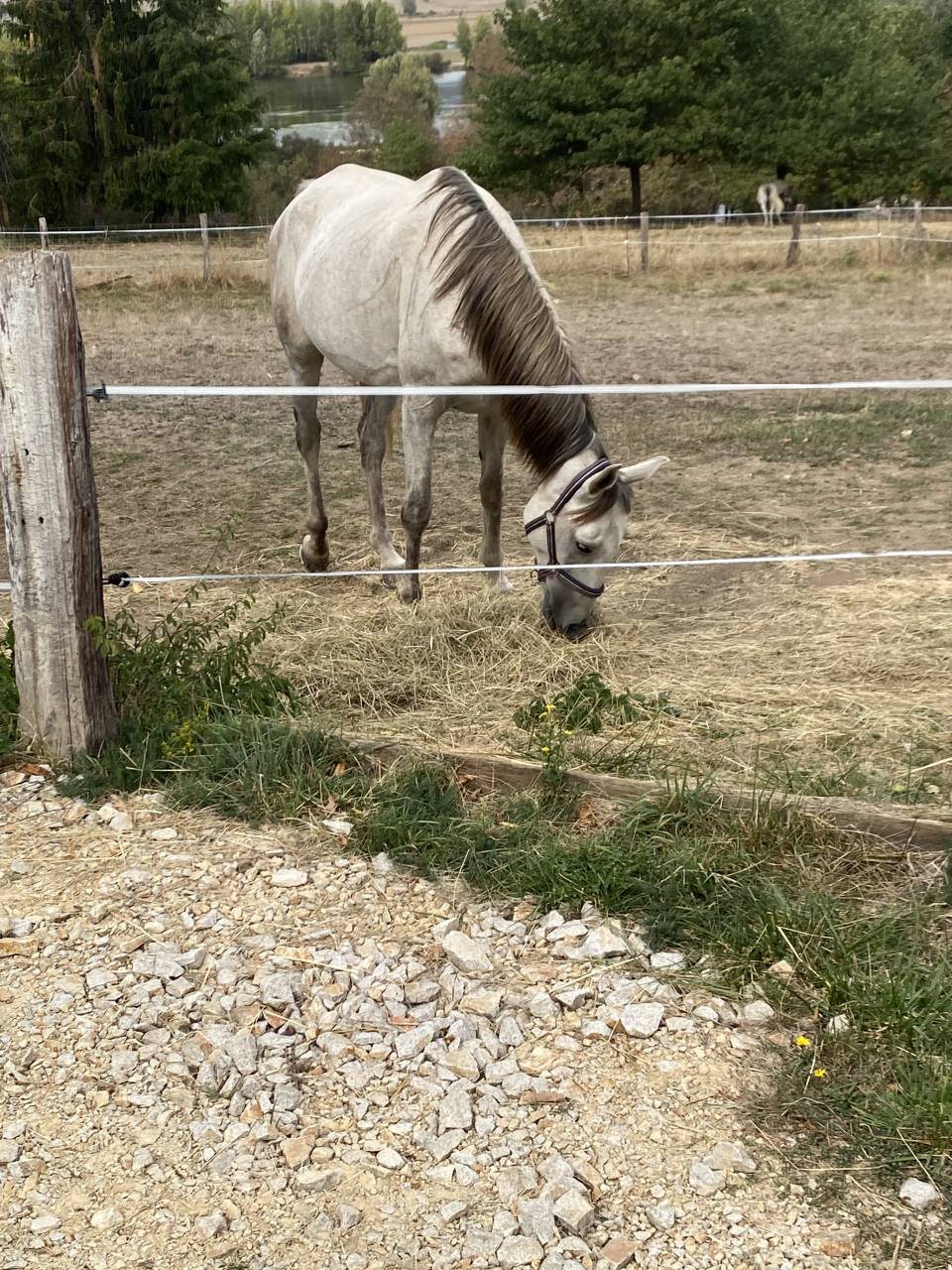 Kailo &ndash; hongre DSA &ndash; 7 ans &ndash; environ 1m65