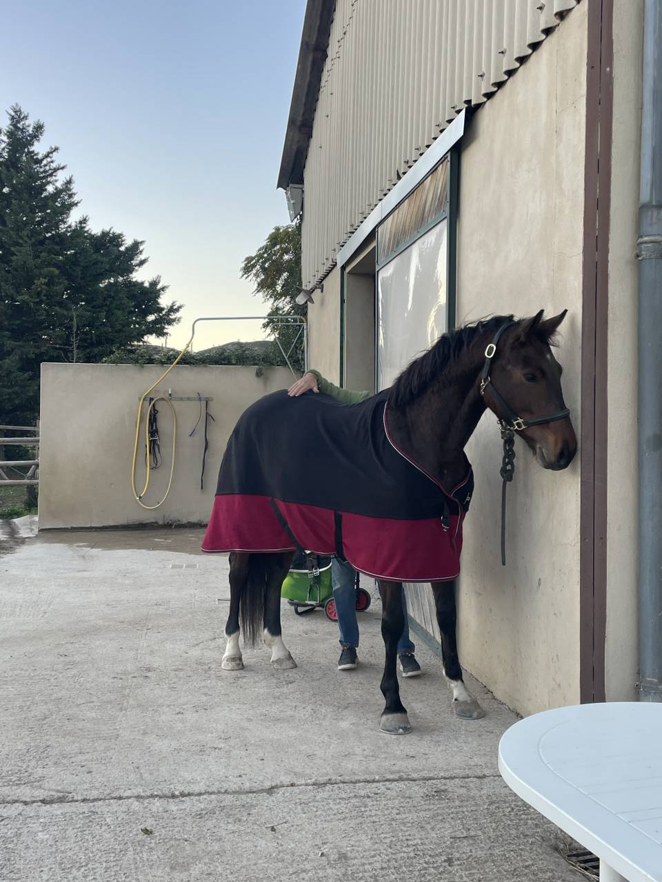 Hongre Zangersheide de 7 ans 
