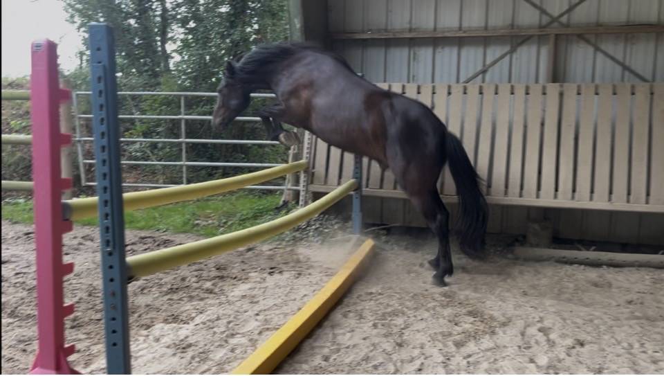Nuage du Lierre-PFS-3ans