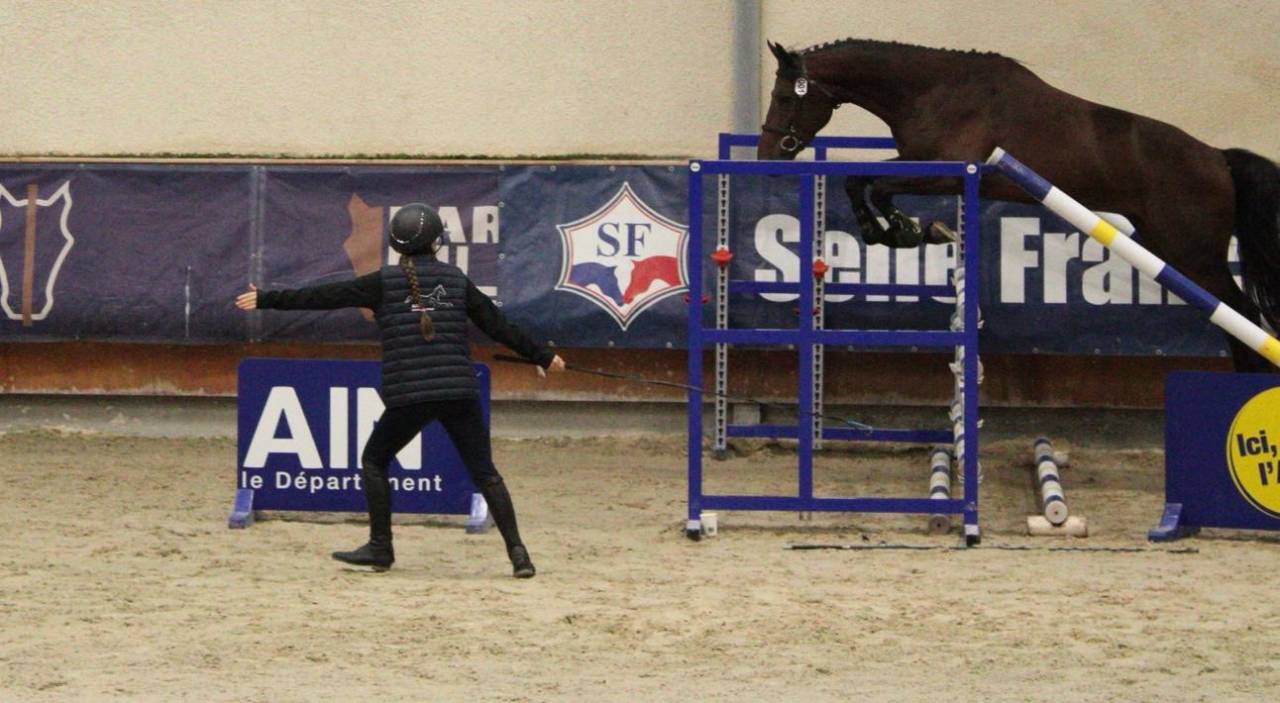 &Agrave; vendre hongre 3 ans SF