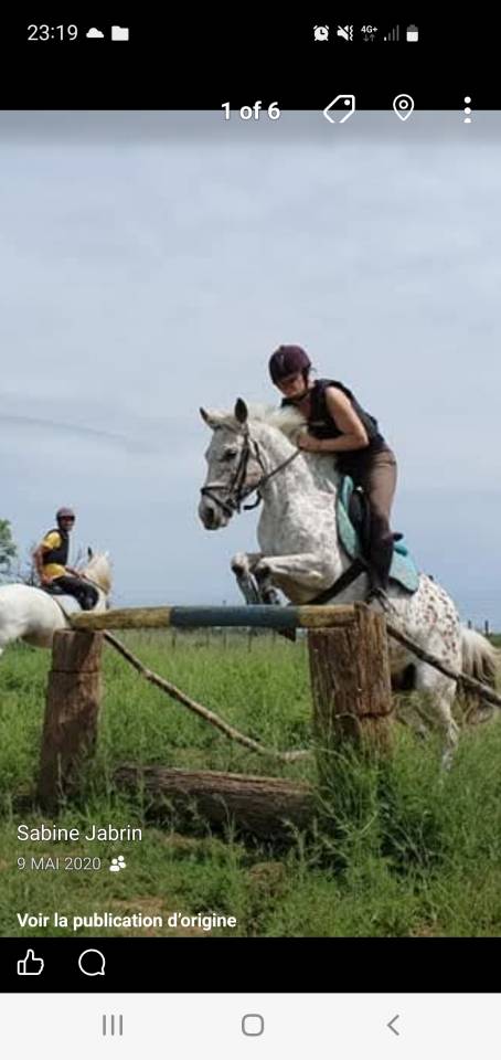 Vends poney de 16 mois