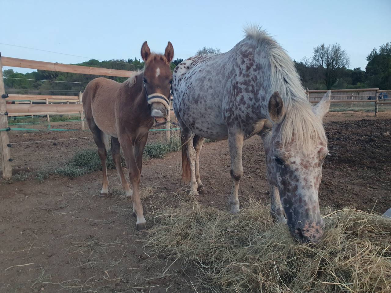 Vends poney de 16 mois