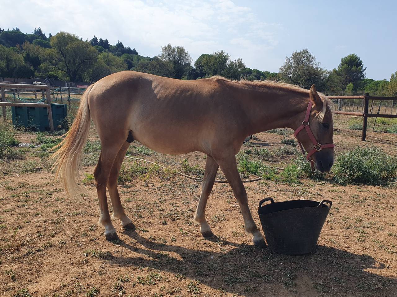 Vends poney de 16 mois