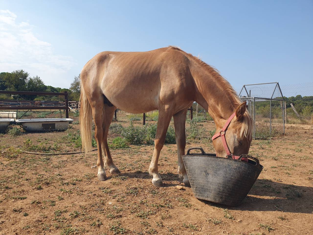Vends poney de 16 mois