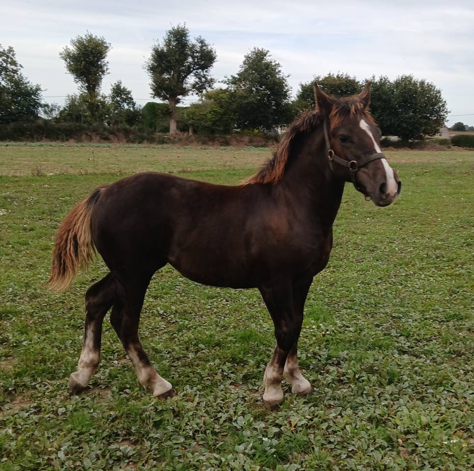 Pouliche postier breton
