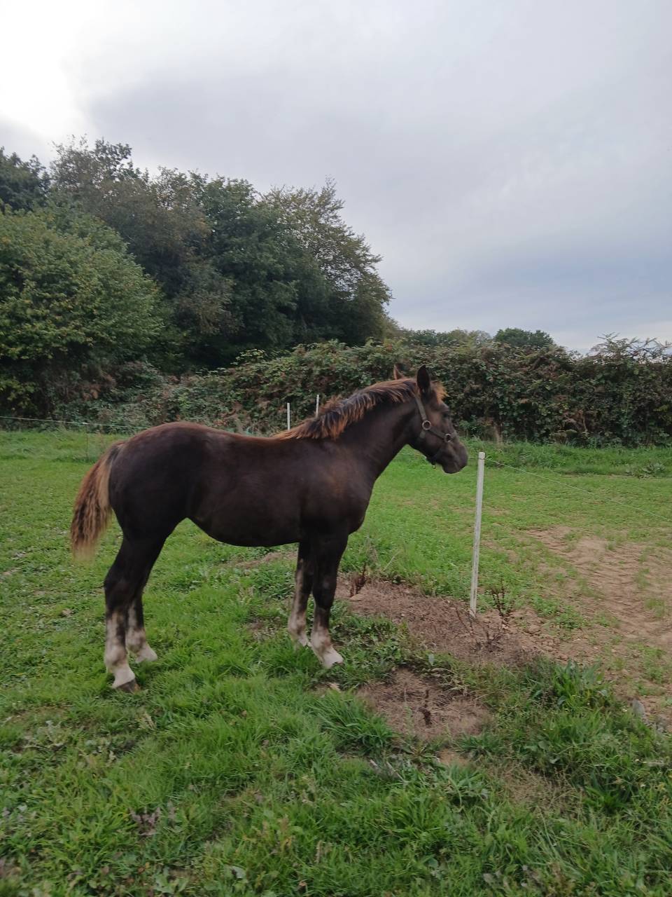 Pouliche postier breton