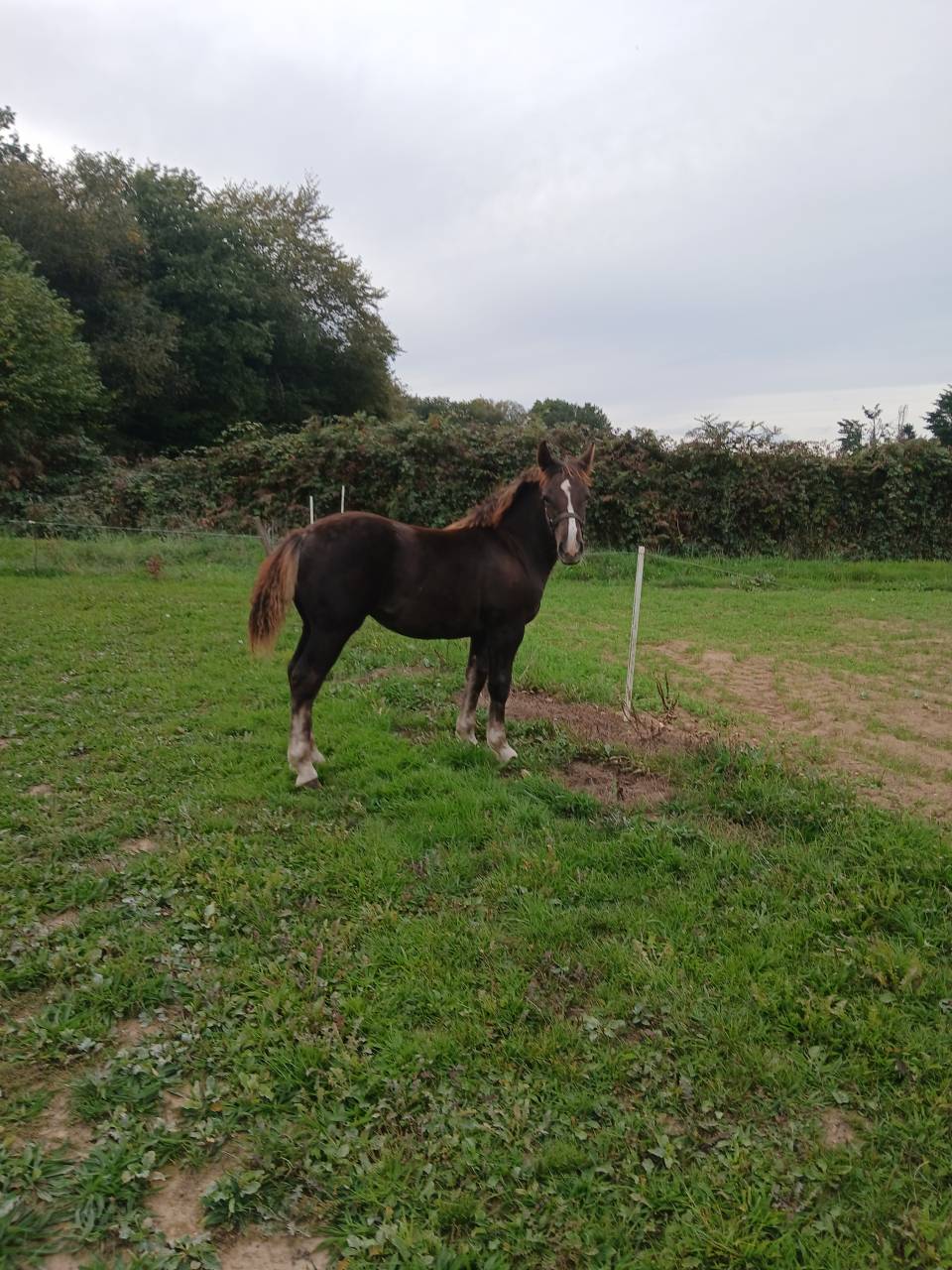 Pouliche postier breton