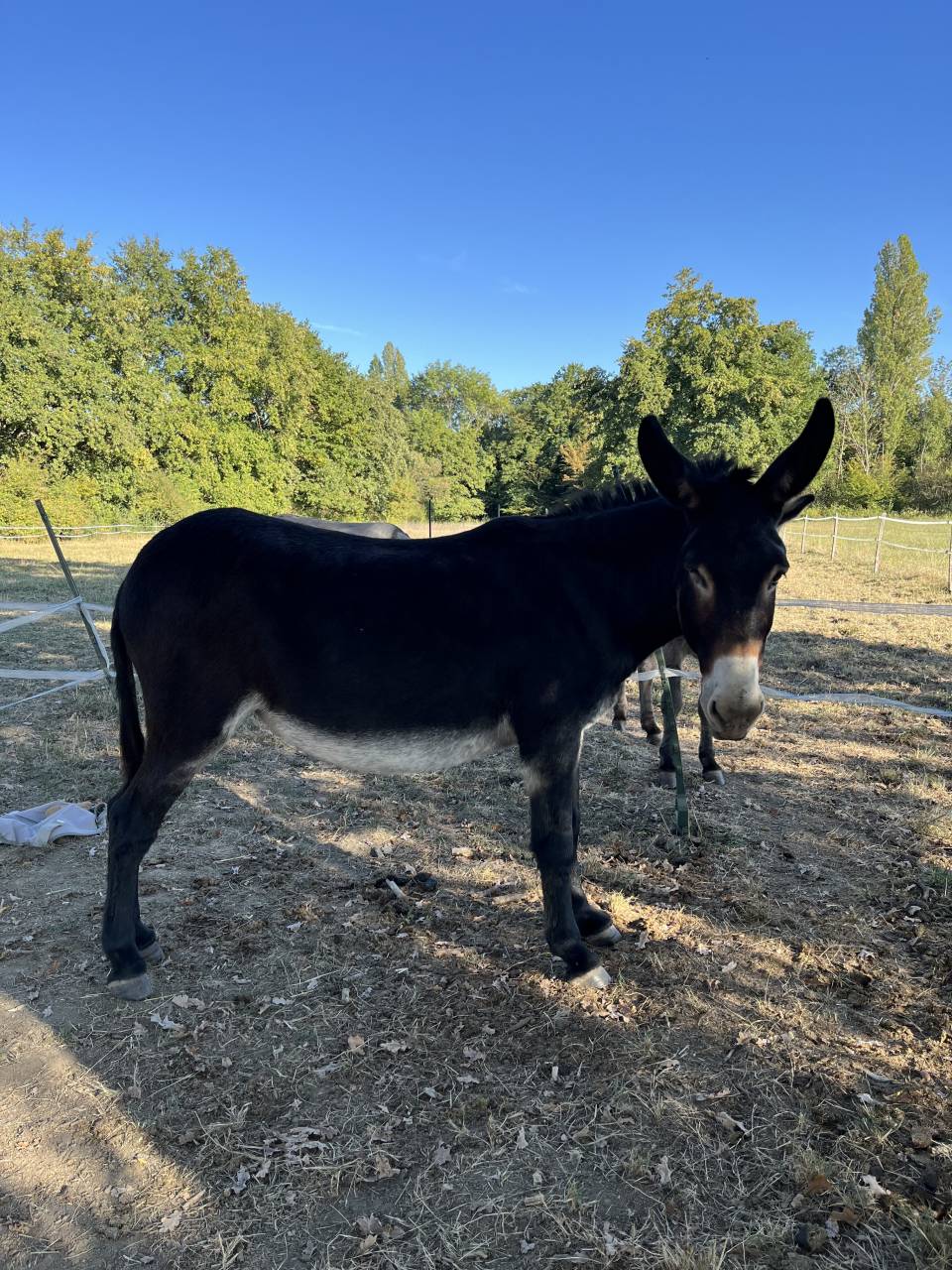 &Acirc;nesse de 15 ans typ&eacute;e Grand Noir du Berry