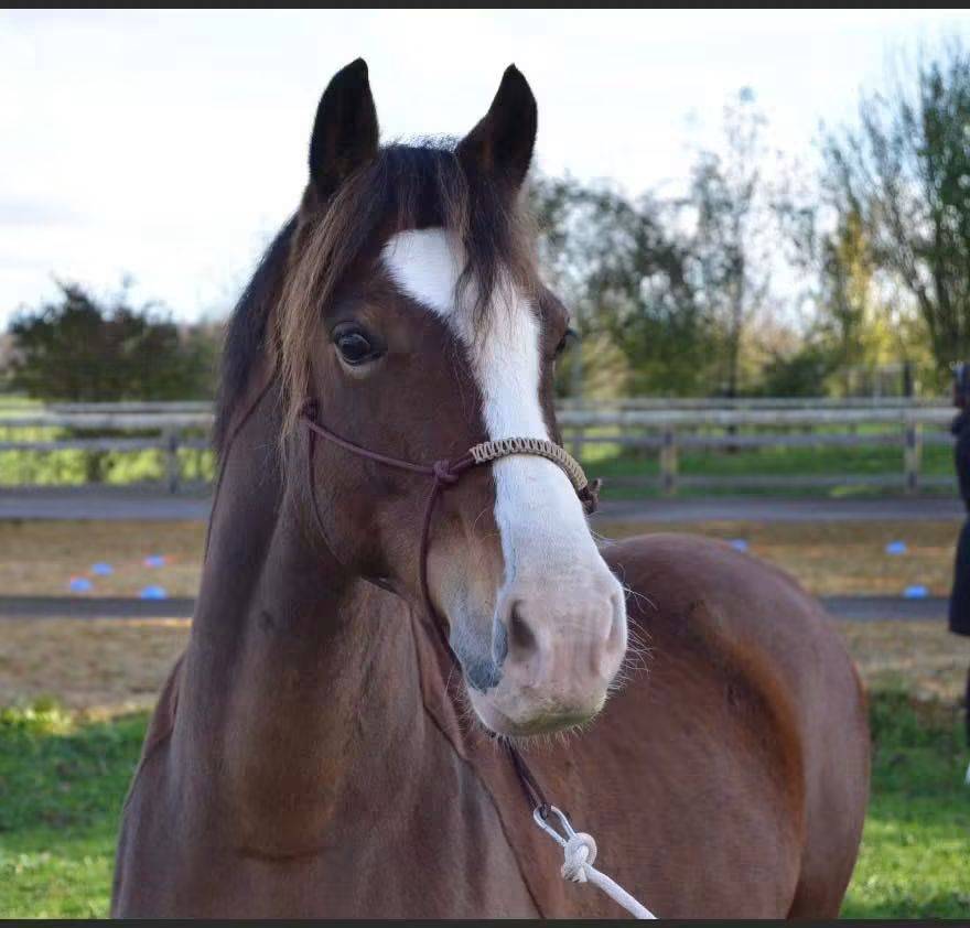 Welsh cob - ponette