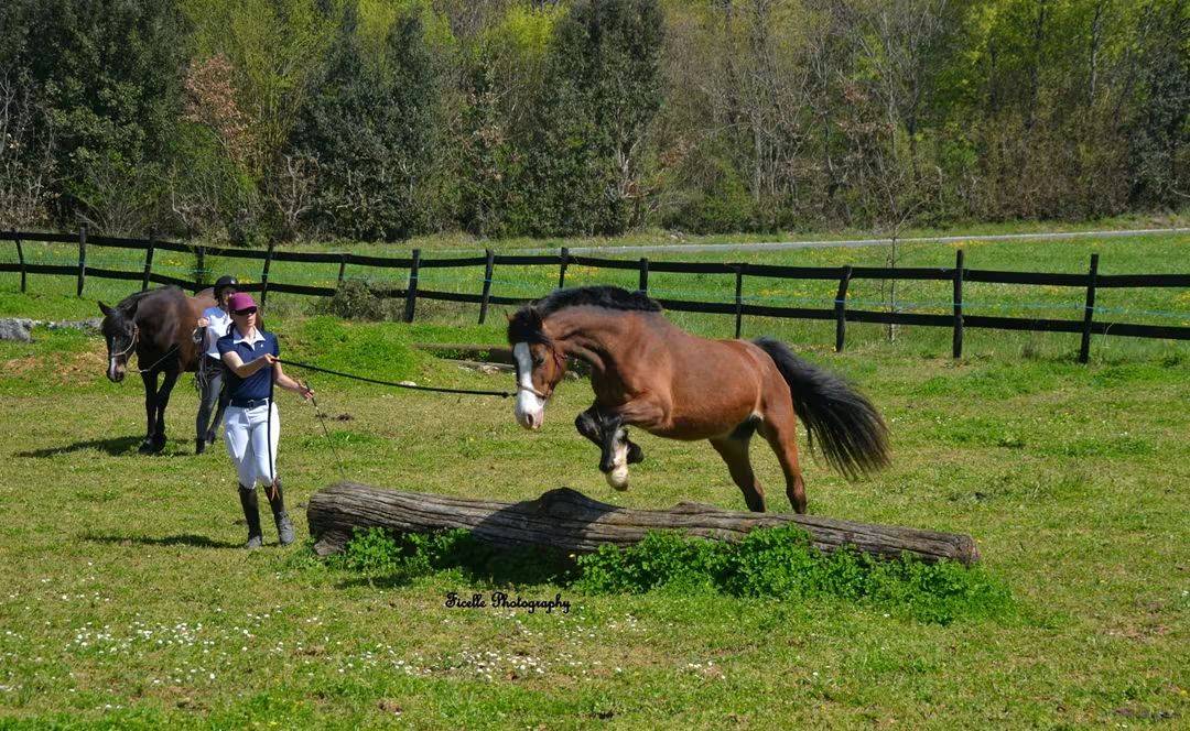 Welsh cob - ponette