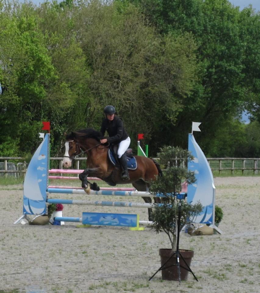 Welsh cob - ponette