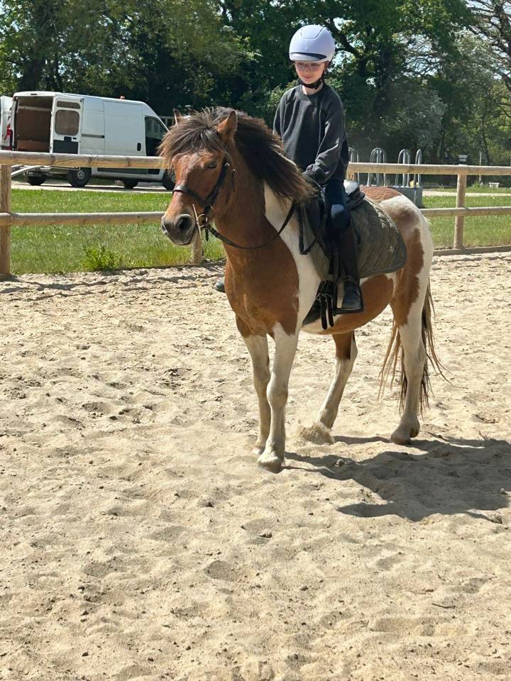 JERRY Poney c 