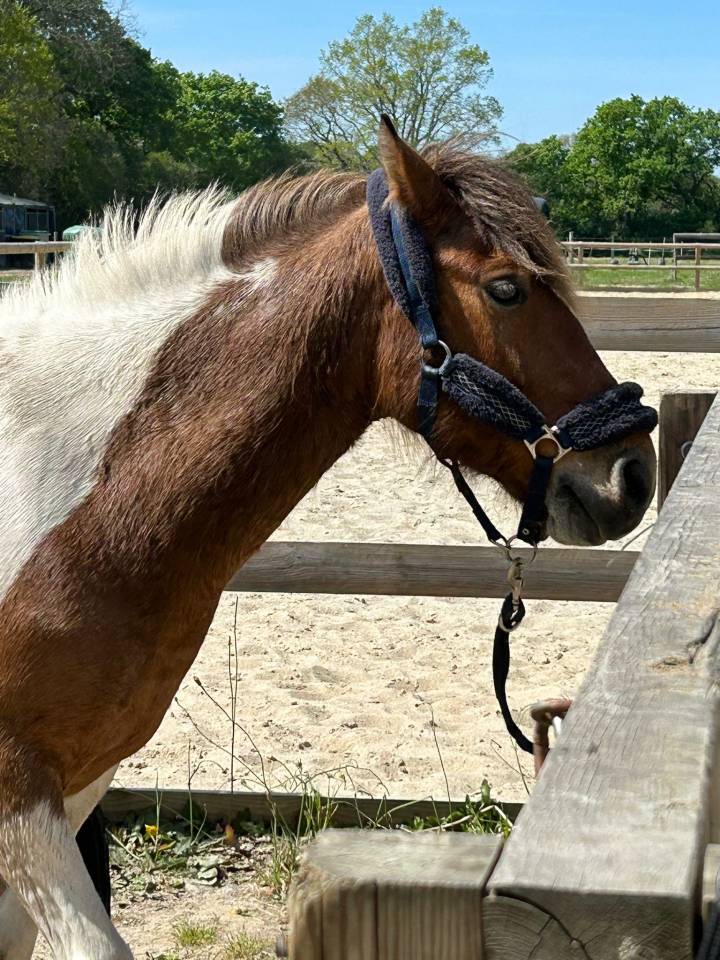 JERRY Poney c 
