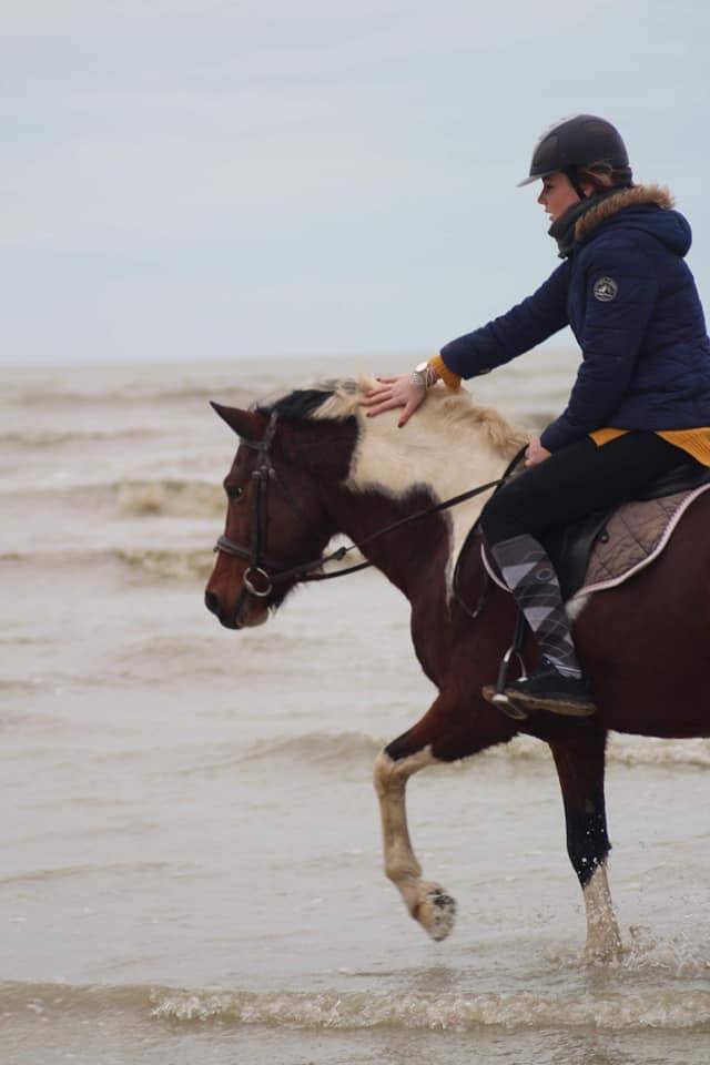 Poney bai pie hongre