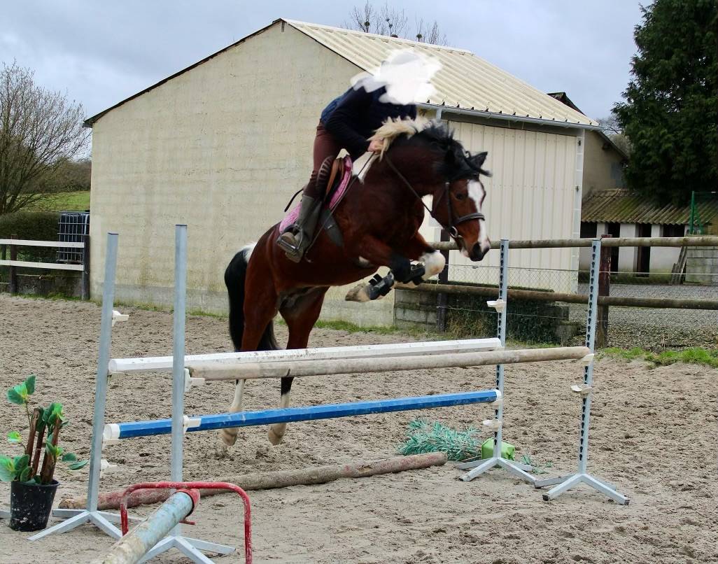 Poney bai pie hongre