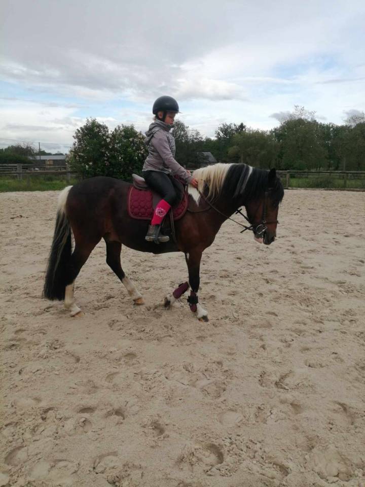 Poney bai pie hongre