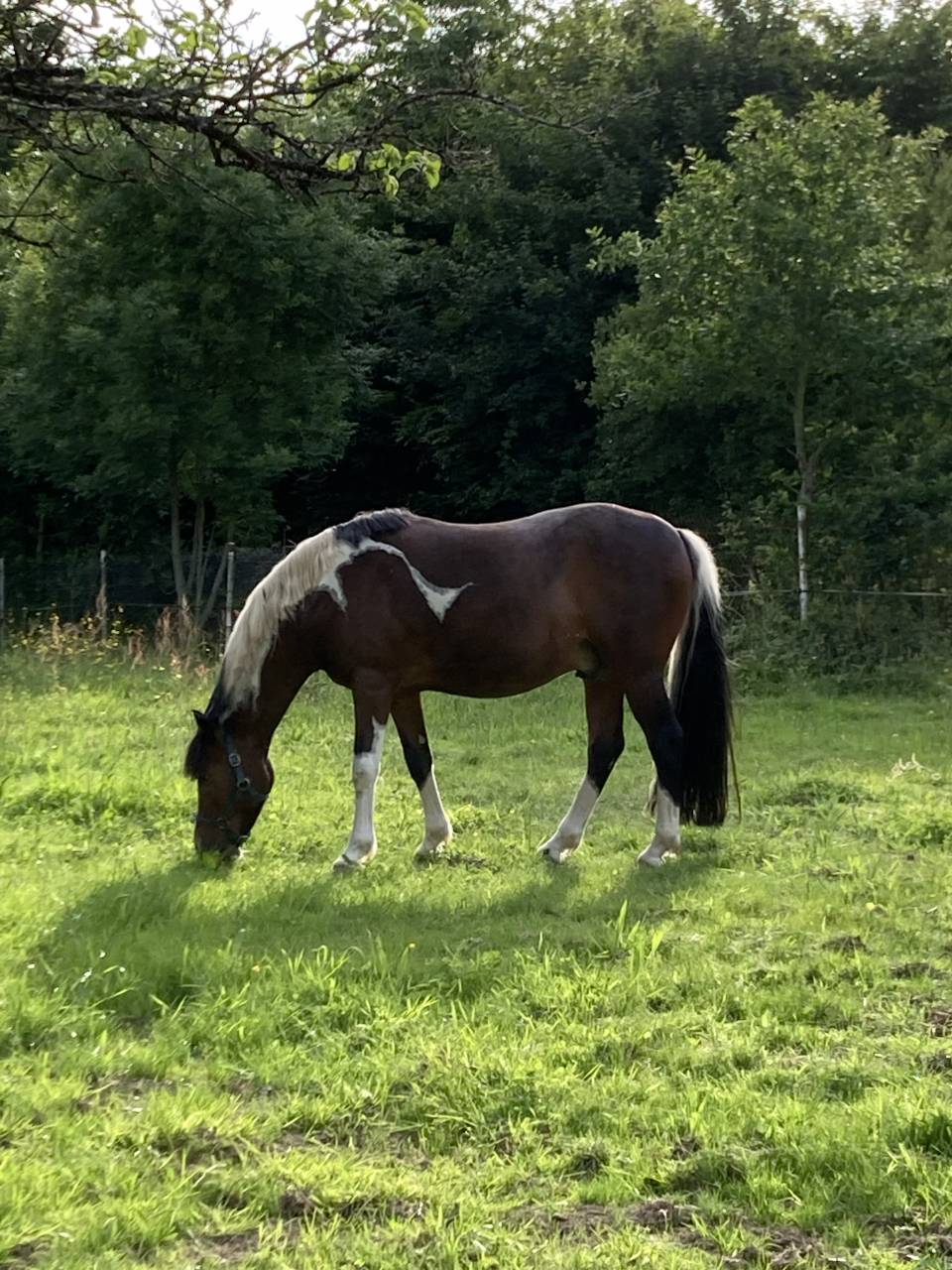 Poney bai pie hongre