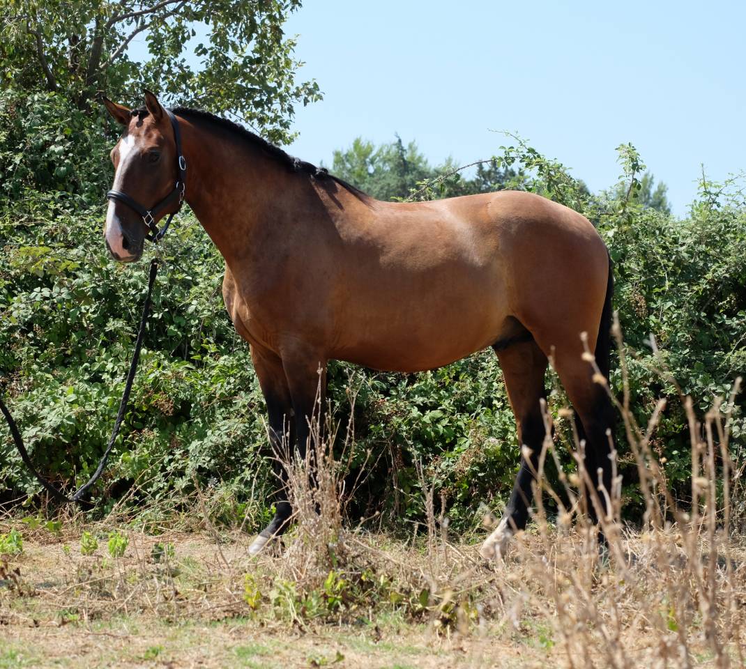 lusitanien onc 5ans