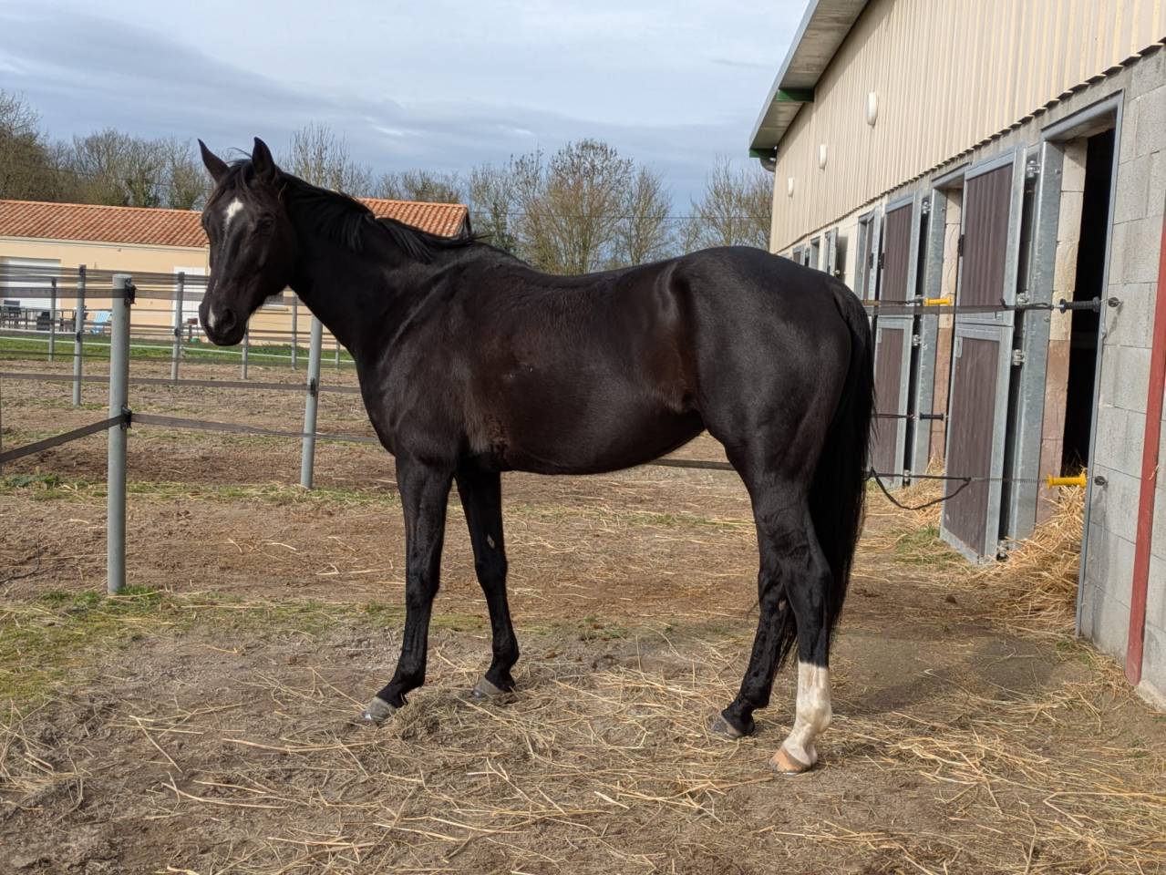 Jument d'&eacute;cole (dressage)