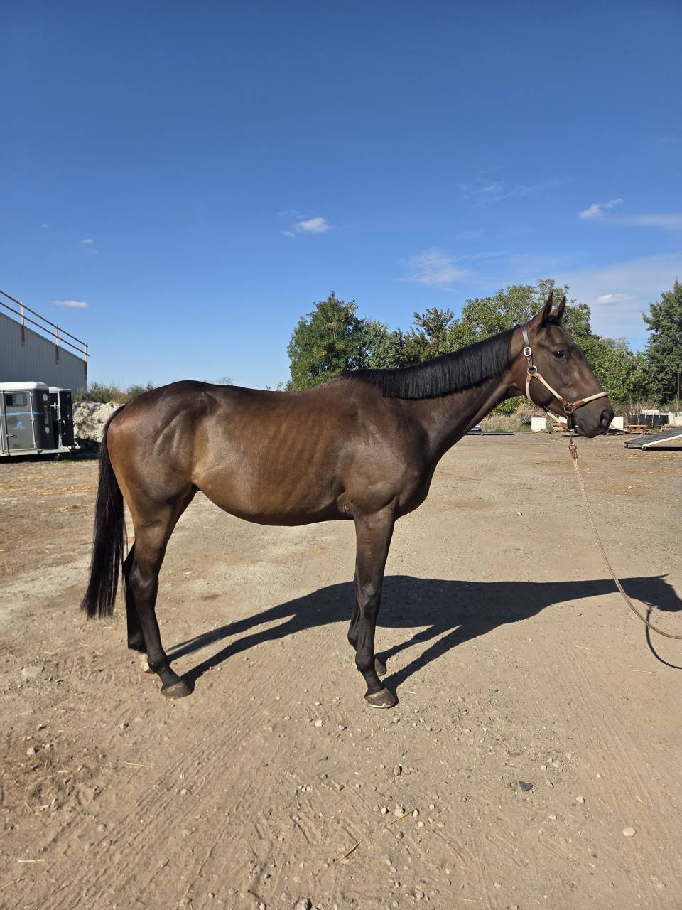 Jeune cheval id&eacute;al club ou loisir