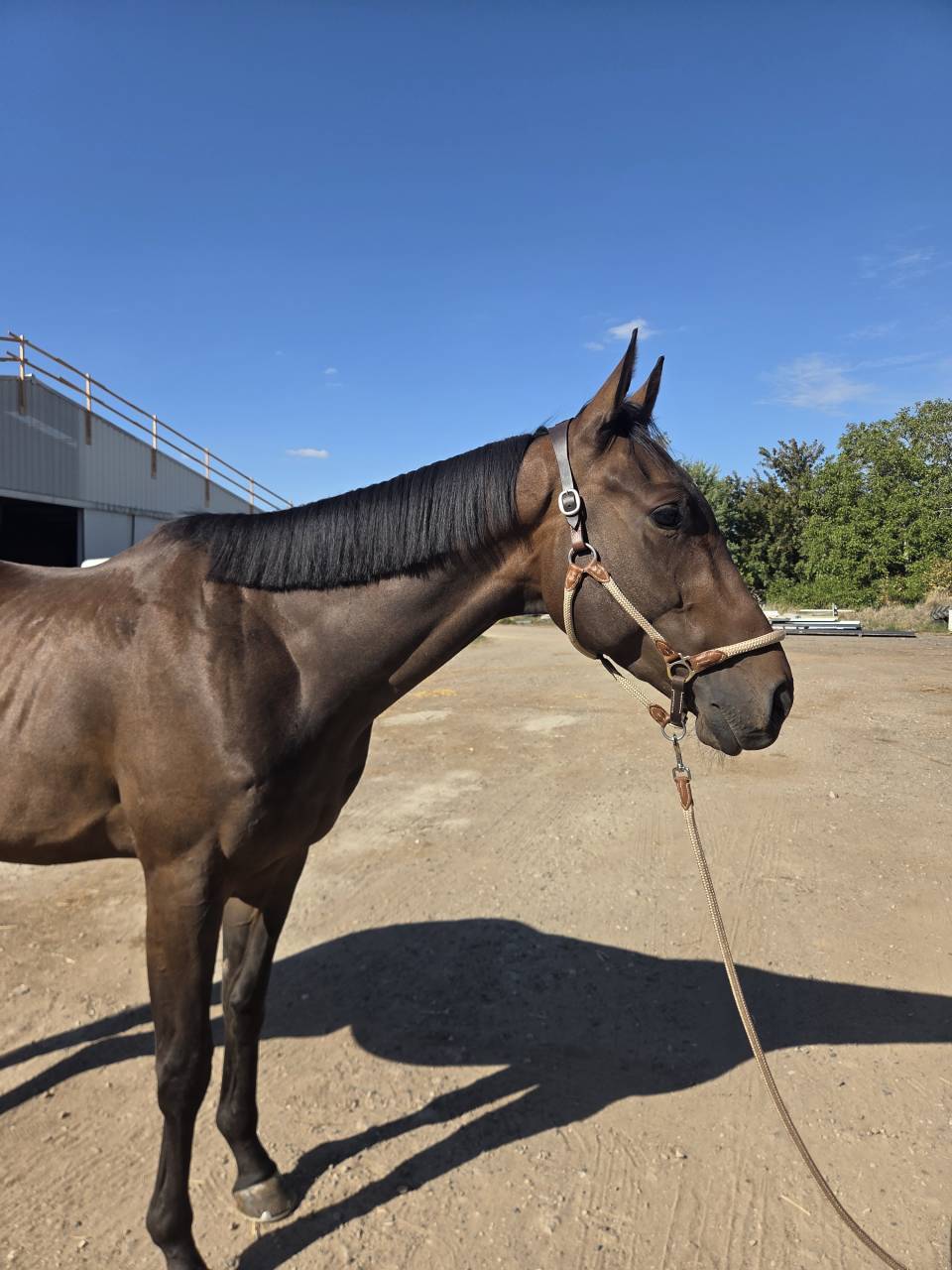 Jeune cheval id&eacute;al club ou loisir
