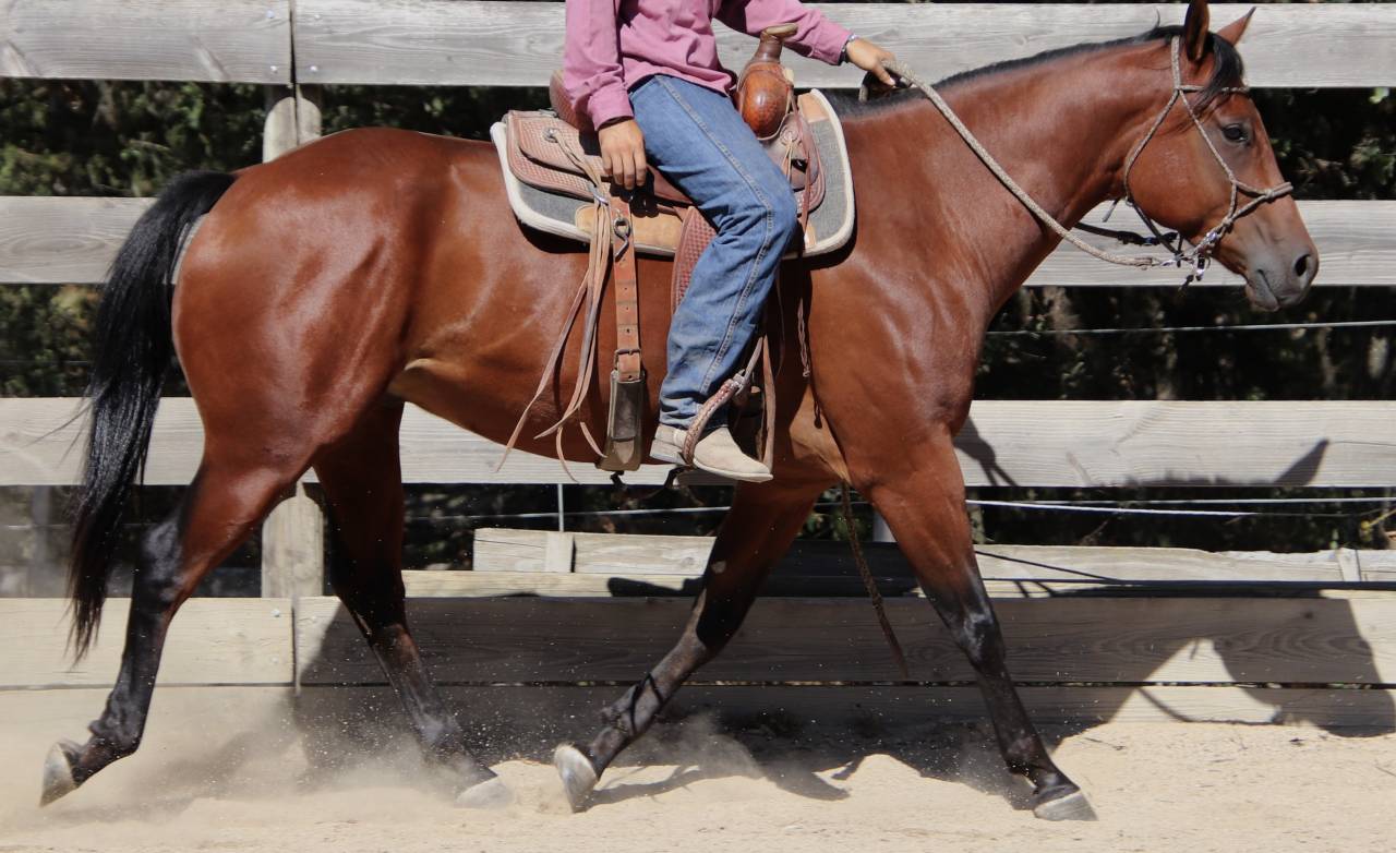 Hongre Quarter Horse Fondation 5 ans 