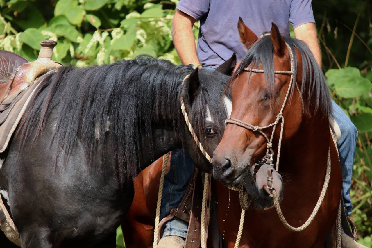 Hongre Quarter Horse Fondation 5 ans 