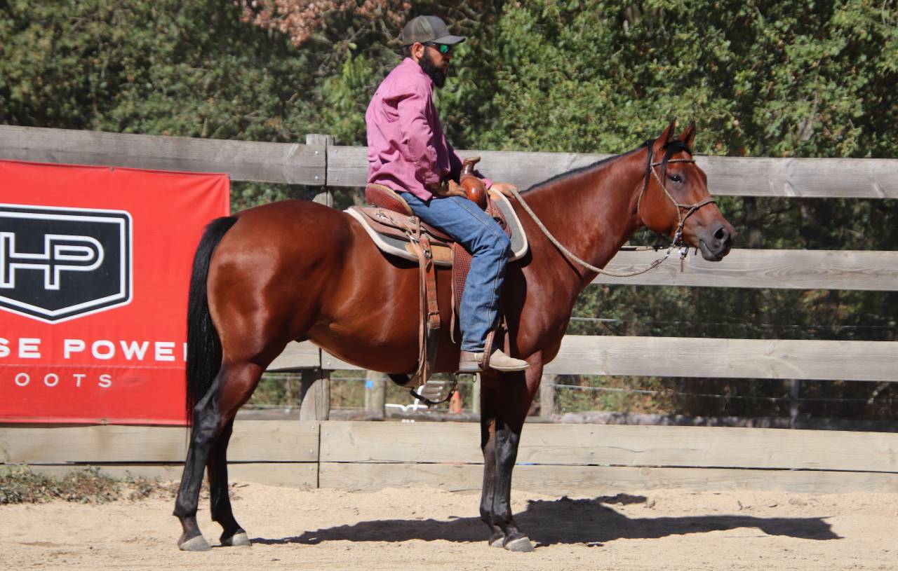 Hongre Quarter Horse Fondation 5 ans 