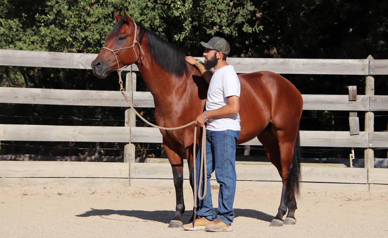 Hongre Quarter Horse Fondation 5 ans 