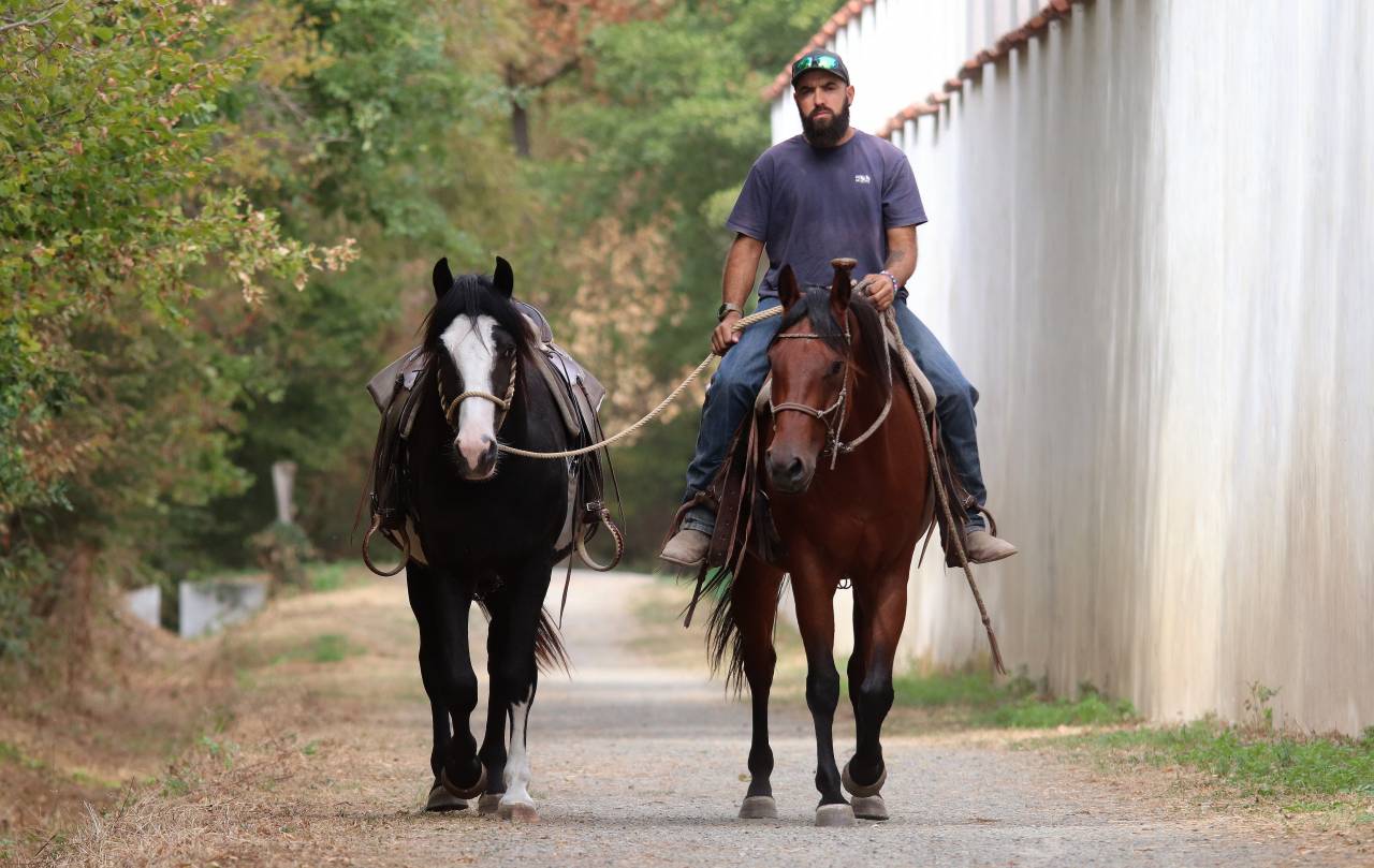 Hongre Quarter Horse Fondation 5 ans 