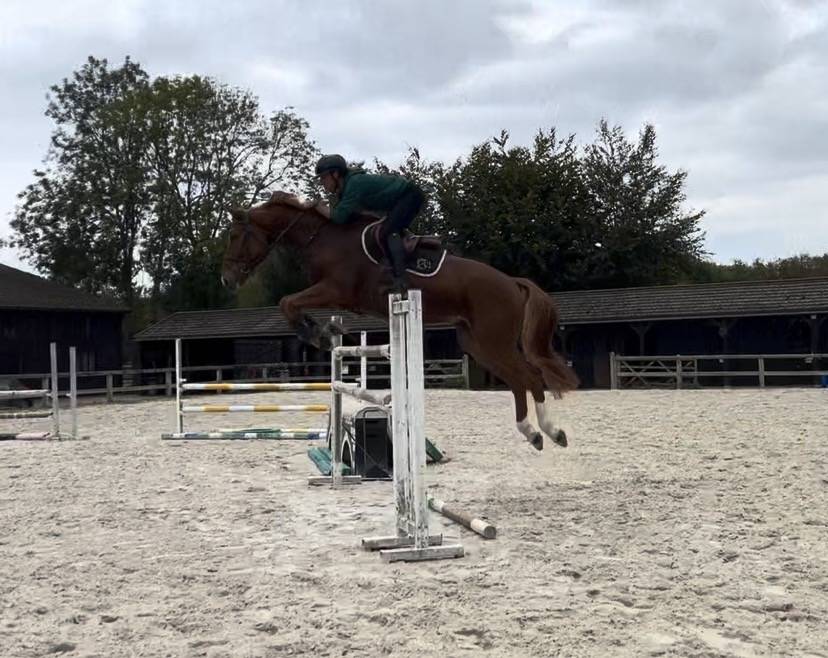 Hongre 7 ans facile selle fran&ccedil;ais top amateur ou pro 