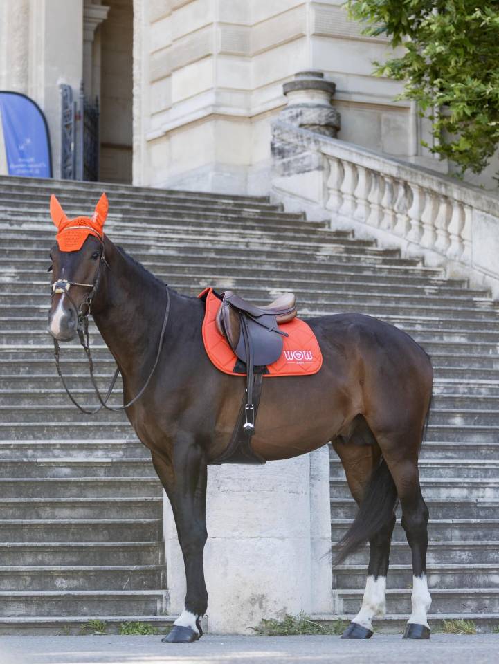 Saillie &eacute;talon Zangersheide 