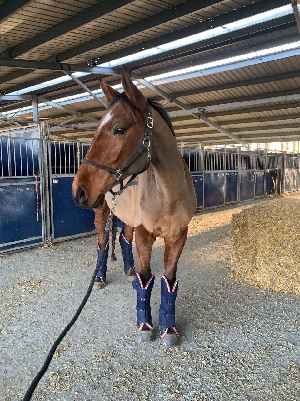 Cheval 8 ans 