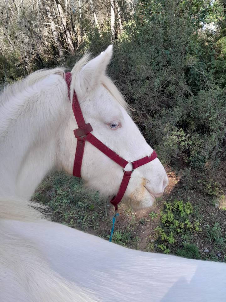 Magnifique ponette cr&egrave;me Connemara 5 ans CSO