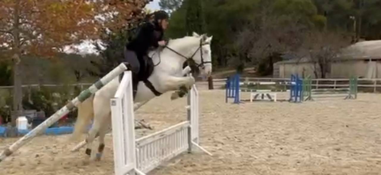 Magnifique ponette cr&egrave;me Connemara 5 ans CSO