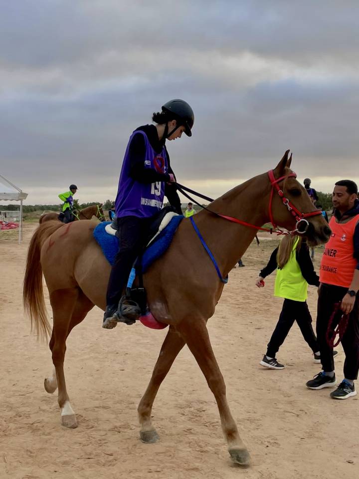 Pur sang arabe &agrave; vendre 